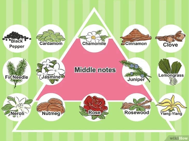Mách Bạn Quy Trình Tạo Ra Nước Hoa Cực Kì Đơn Giản 2 Tầng hương giữa khi tạo ra nước hoa