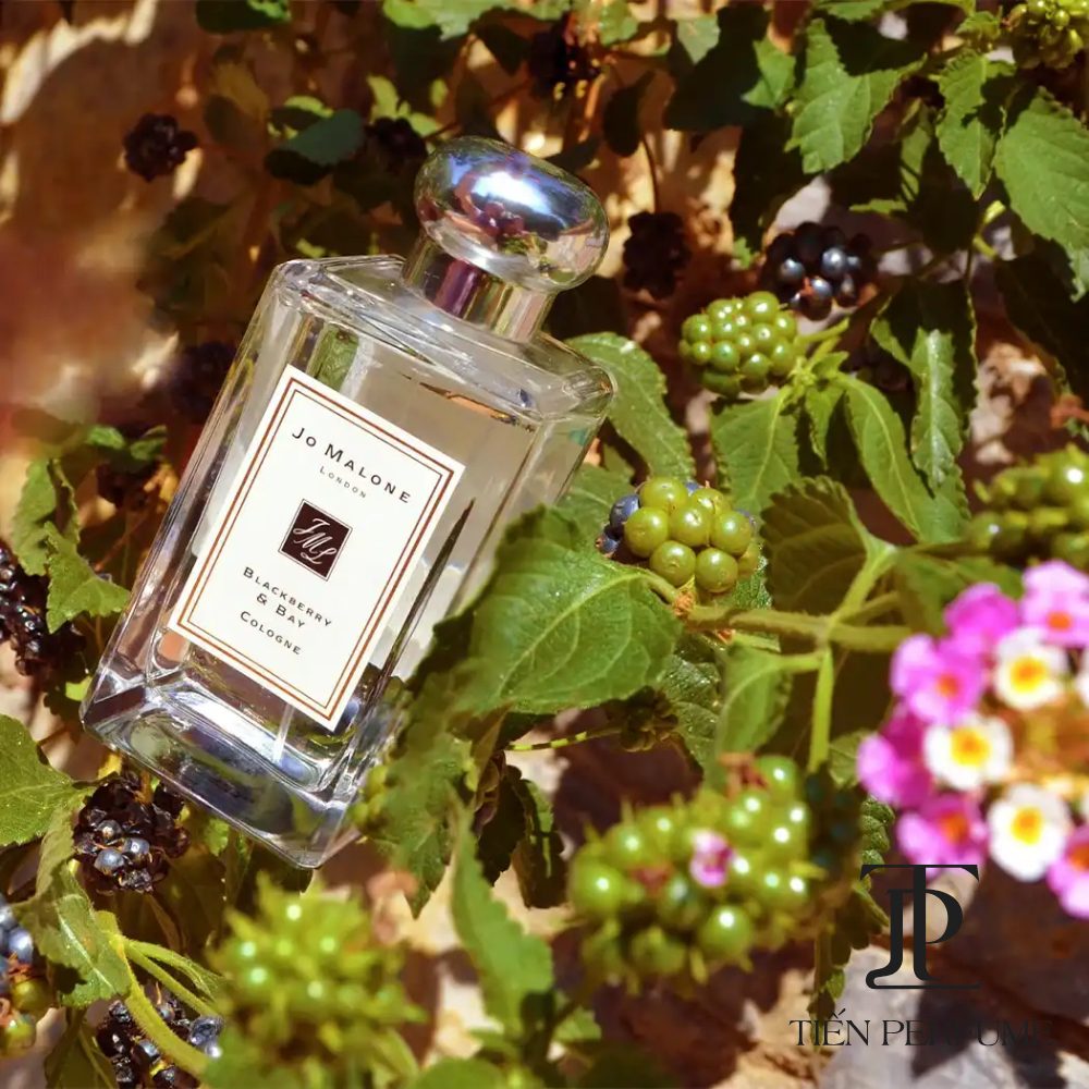 Jo Malone Blackberry & Bay Cologne 25 Nước hoa Jo Malone Blackberry & Bay Cologne auth _ Tiến Perfume